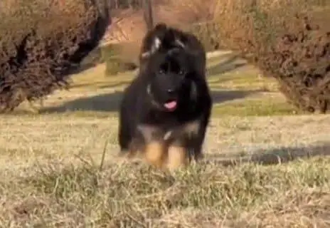 German Shepherd baby for sale male or femalemy WhatsApp326=30=12=904 — photo 2