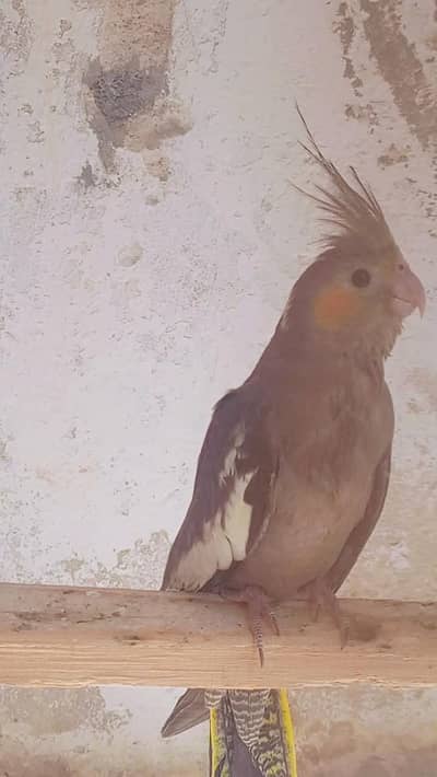 cocktail female
