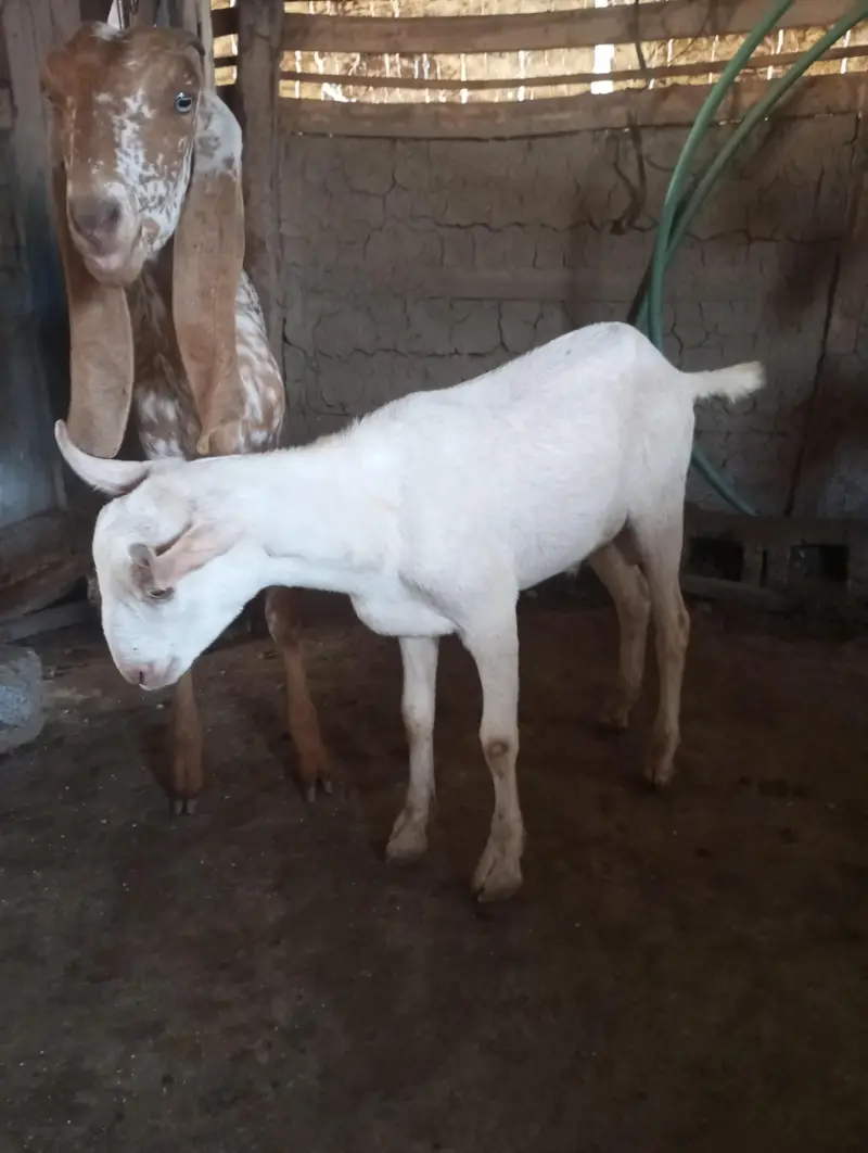بربرا -- بکرا — photo 3