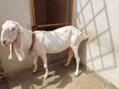 mondi Ranjan puri bakri