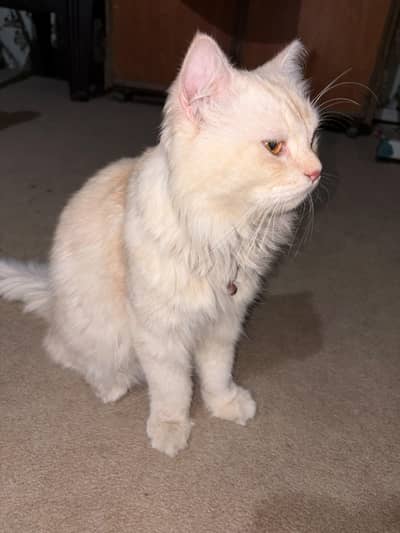 Beautiful Fluffy Cream Persian Cat for Sale