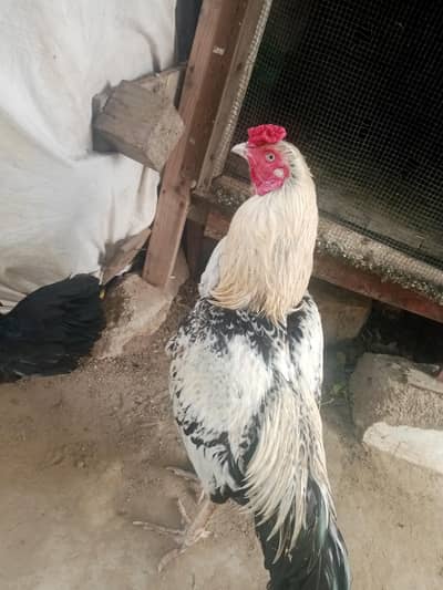 aseel pair 03212177259