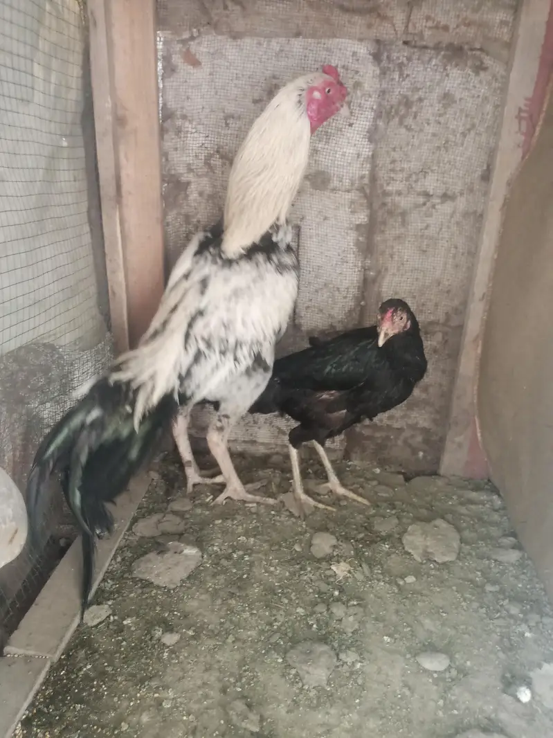 aseel pair 03212177259 — photo 2