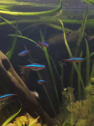 imported thai betta.