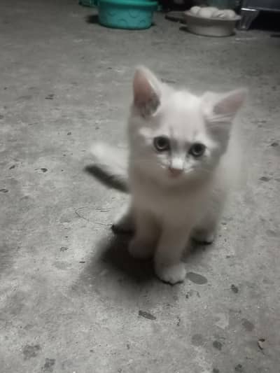 sale cAts
