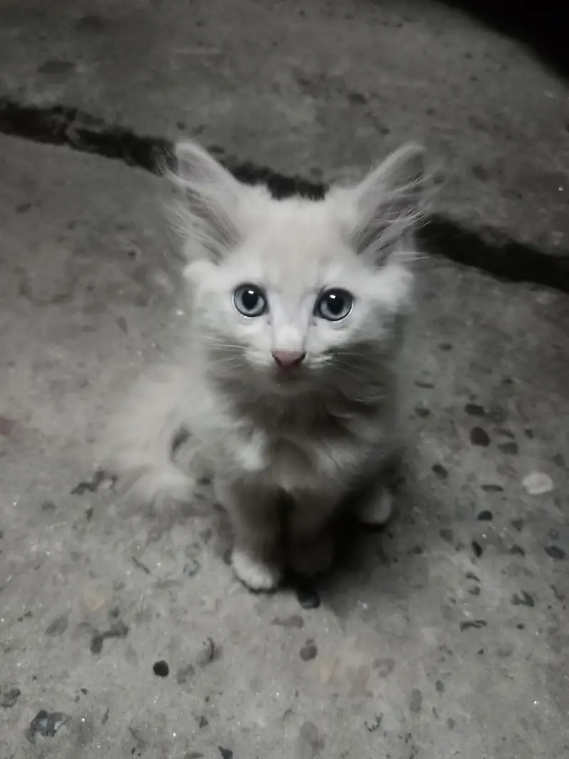 sale cAts — photo 3