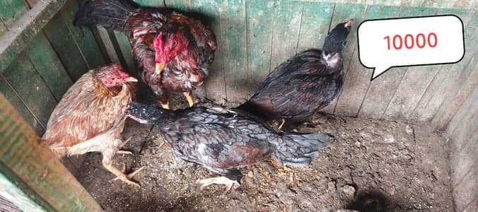 sulaity murgi with chicks
