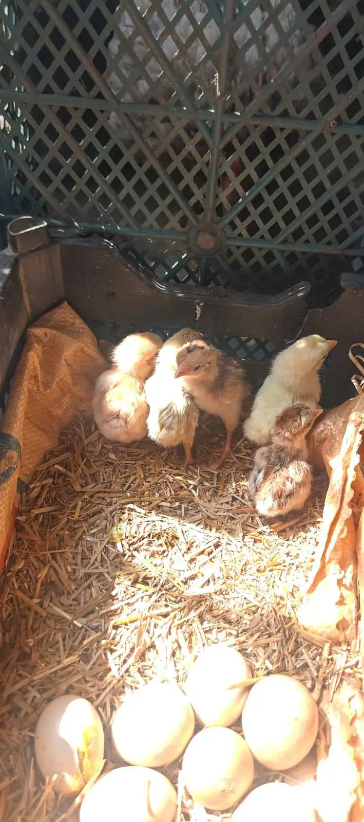 sulaity murgi with chicks — photo 2