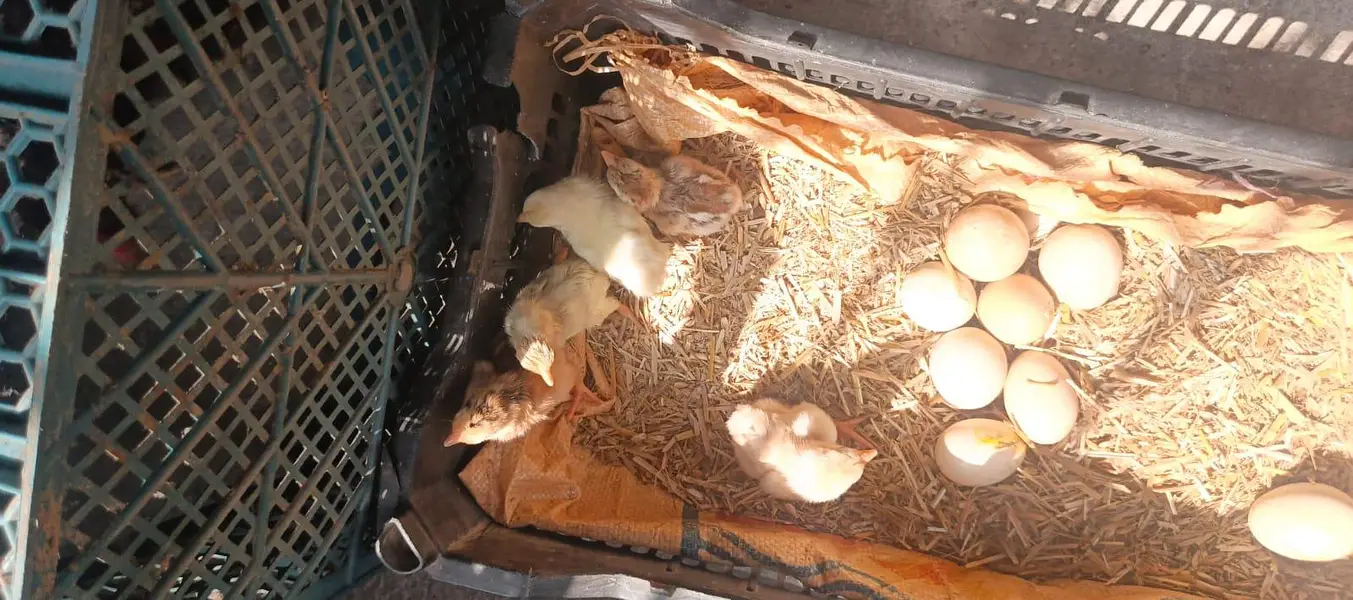 sulaity murgi with chicks — photo 3