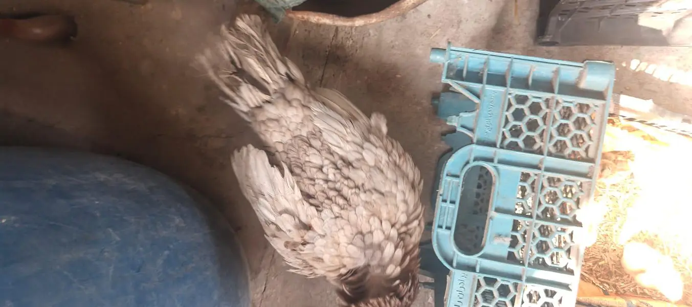sulaity murgi with chicks — photo 5