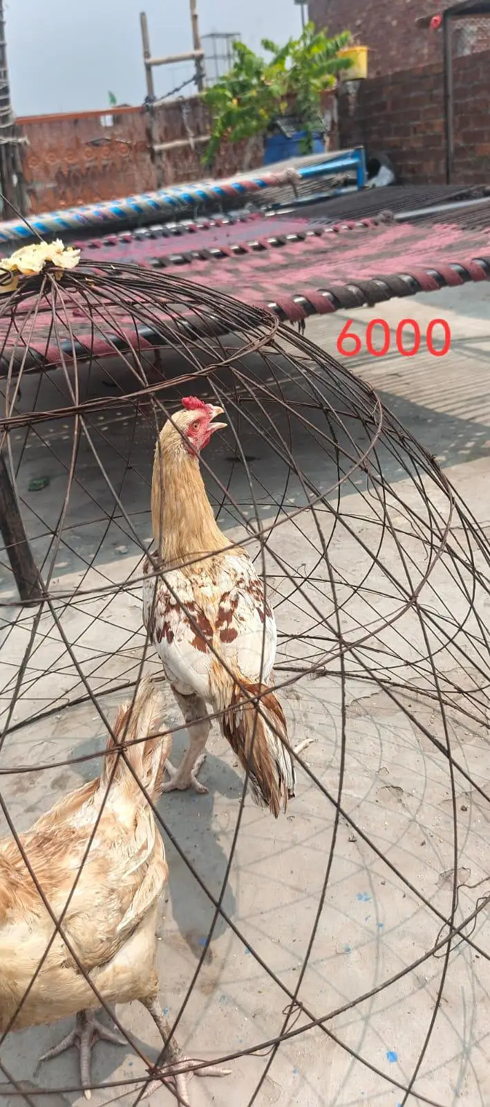 sulaity murgi with chicks — photo 6