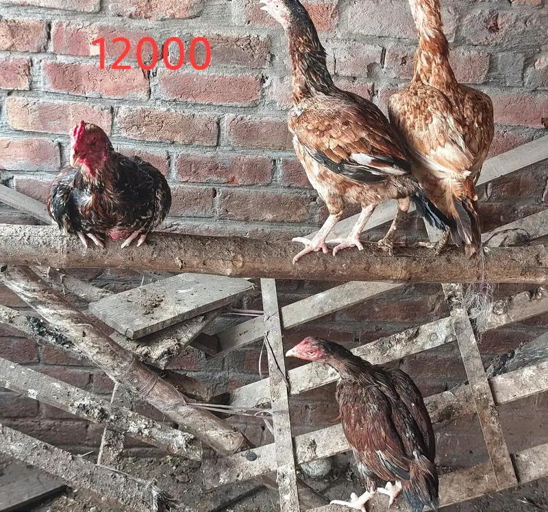 sulaity murgi with chicks — photo 7