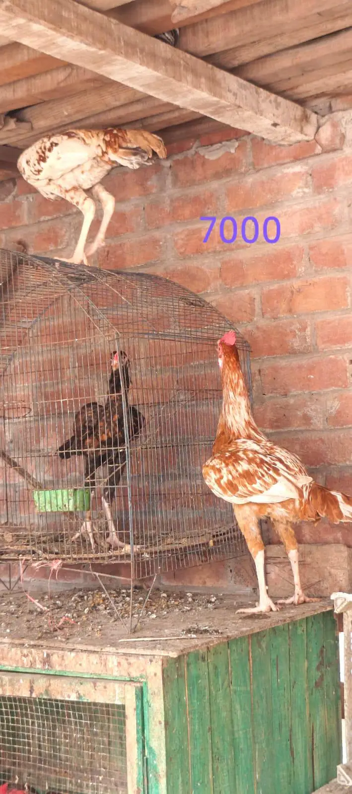 sulaity murgi with chicks — photo 8