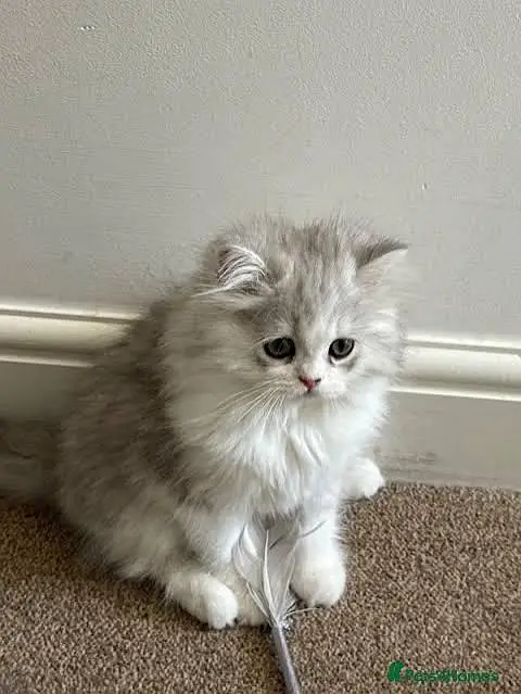 Persian kittens whstp. //0370 ///4602310 — photo 3