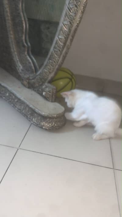 6 Months old Persian Cat