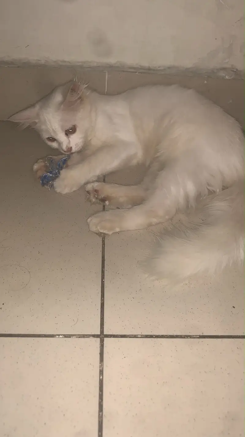 6 Months old Persian Cat — photo 2