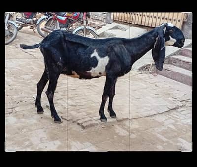 pure beetal bakri