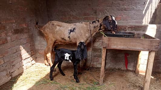 goat with path