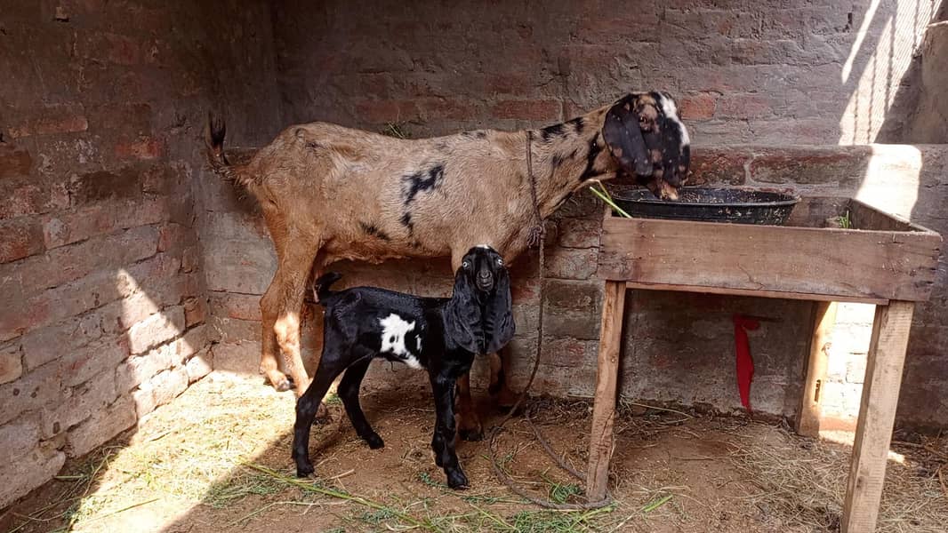 goat with path 0