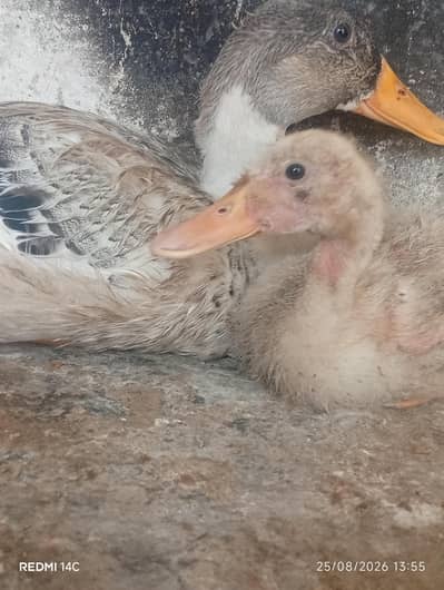 duck baby for sale