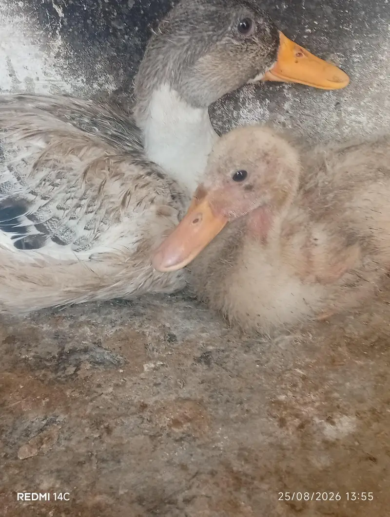 duck baby for sale — photo 2