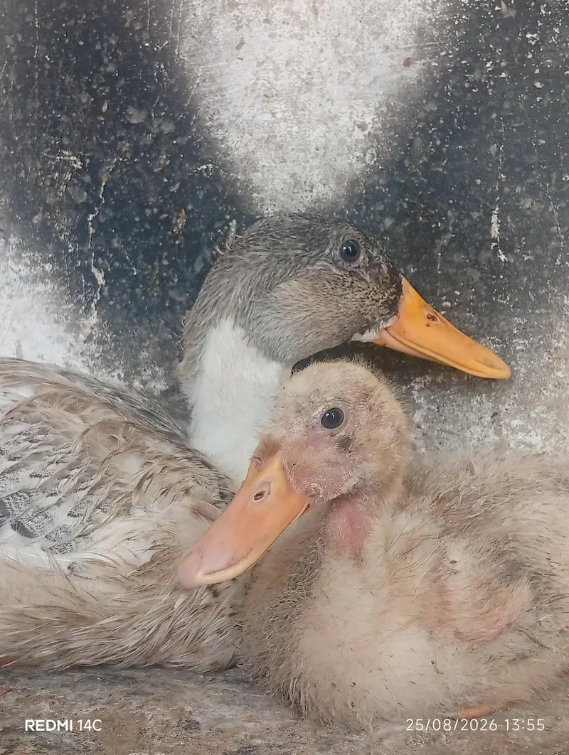 duck baby for sale — photo 3