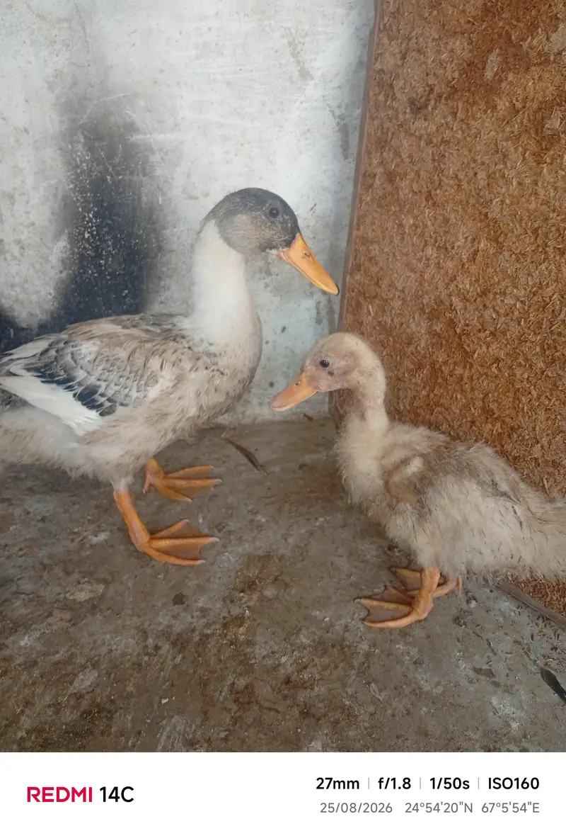duck baby for sale — photo 4