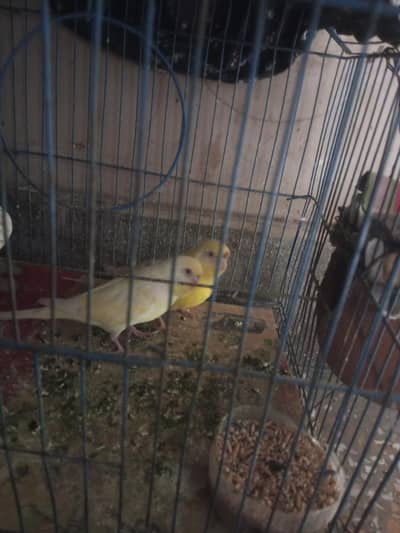 Australian budgie for sale