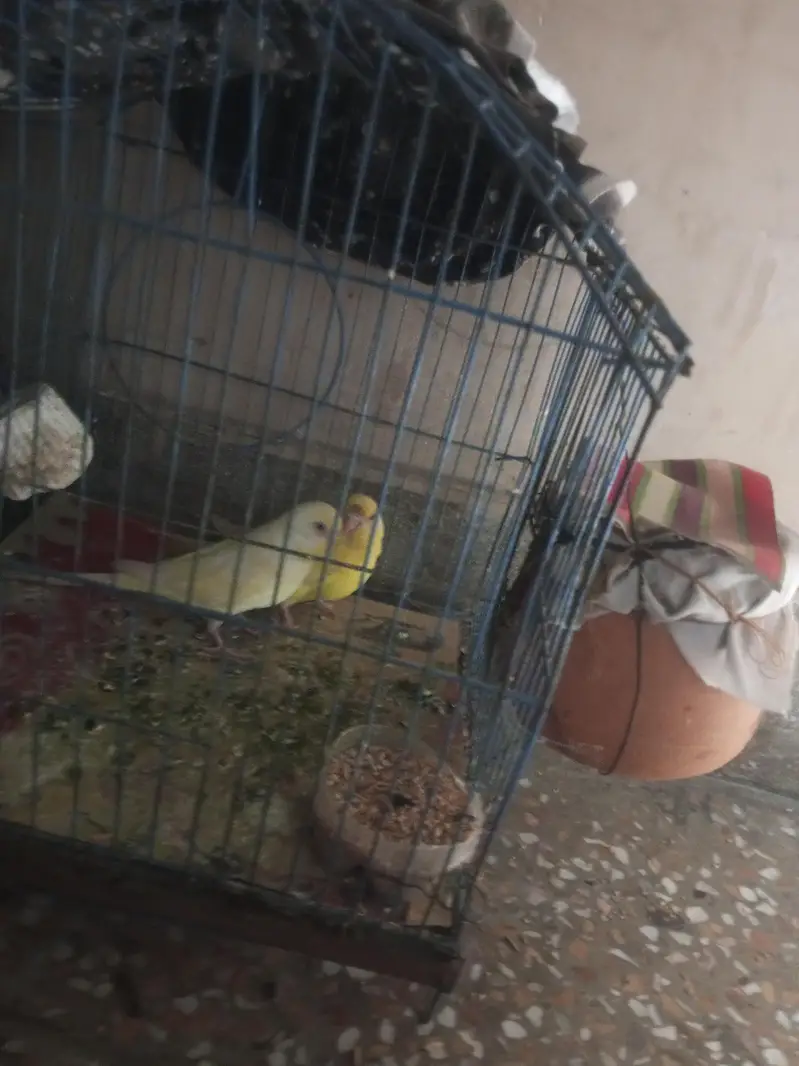 Australian budgie for sale — photo 2