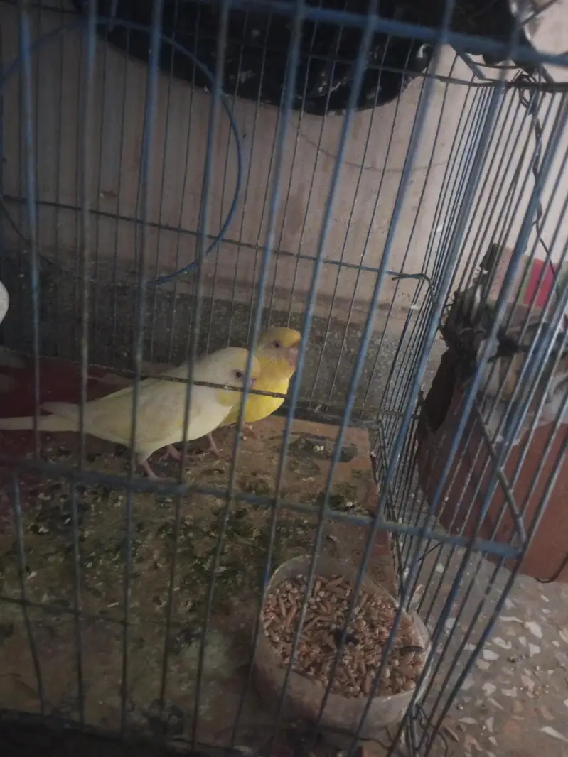 Australian budgie for sale — photo 3