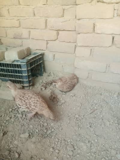 ایرانی تیتر جوڑا سیل 03488143388