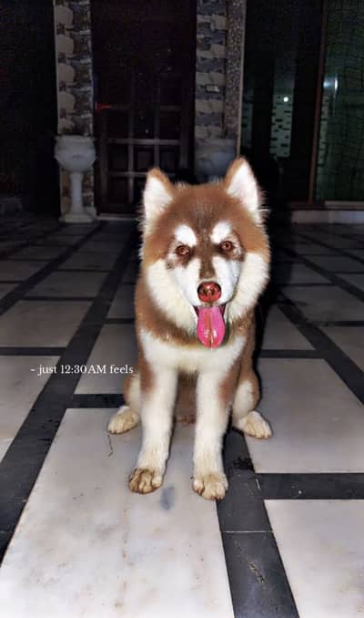 Huskey 4 months