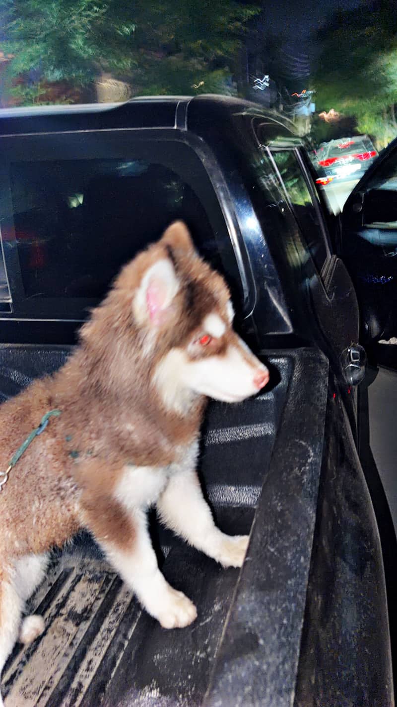 Huskey 4 months 1