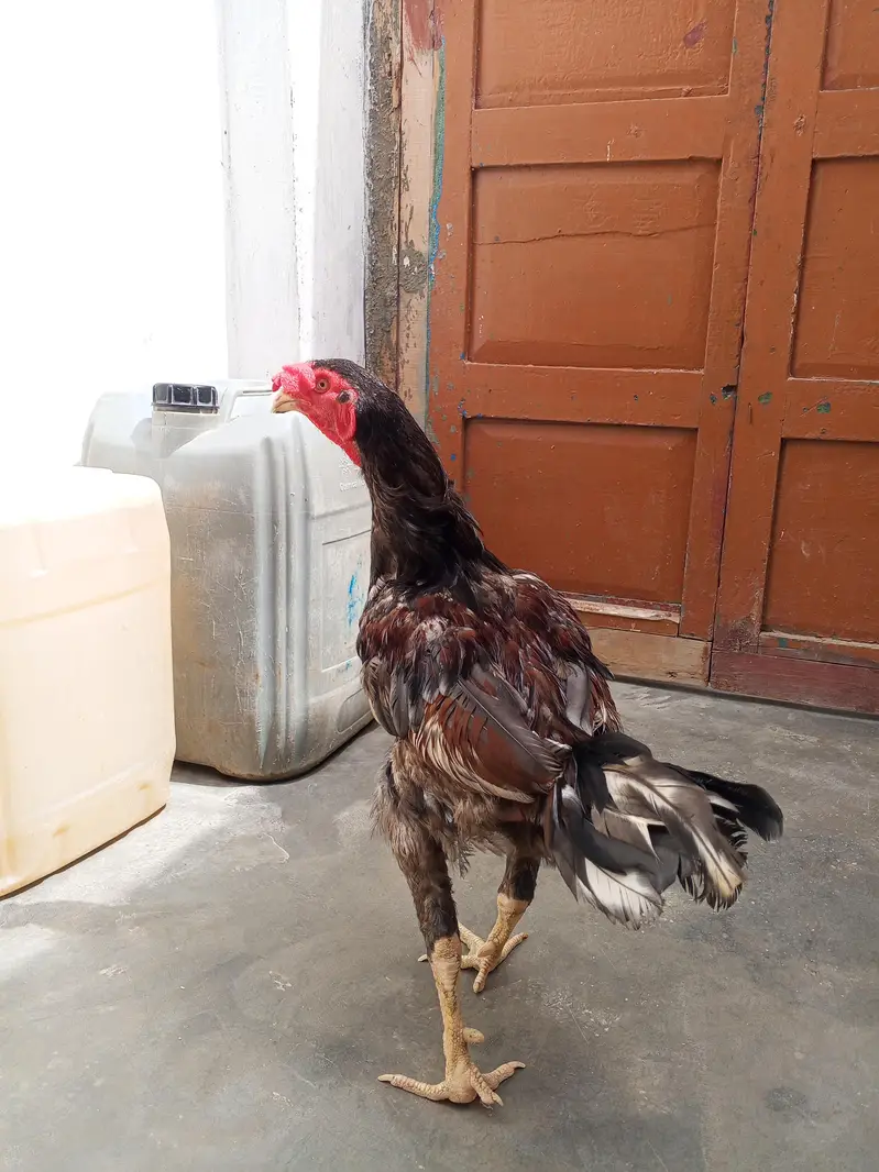 PURE ASEEL MURGHA — photo 3