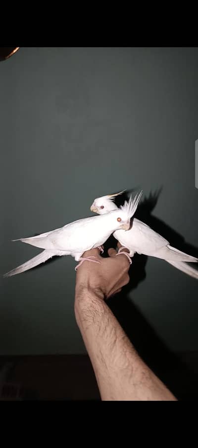 handtame Eno cocktail red eyes