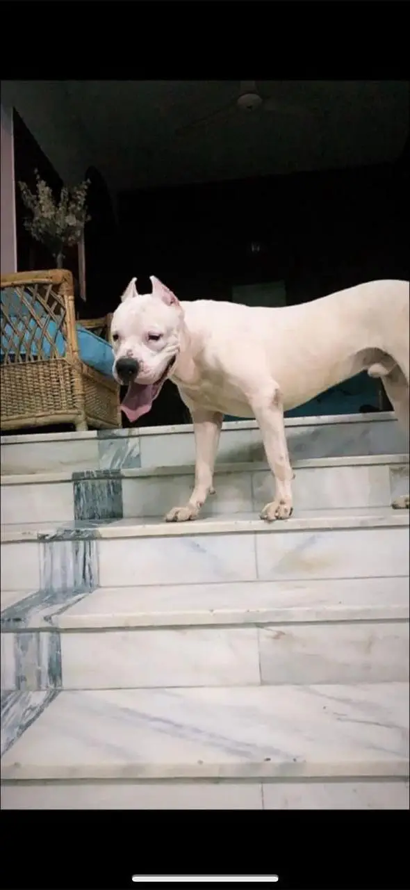 Dogo argentino puppy