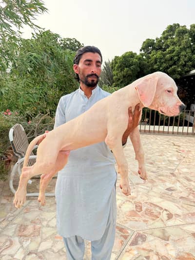 Dogo argentino puppy