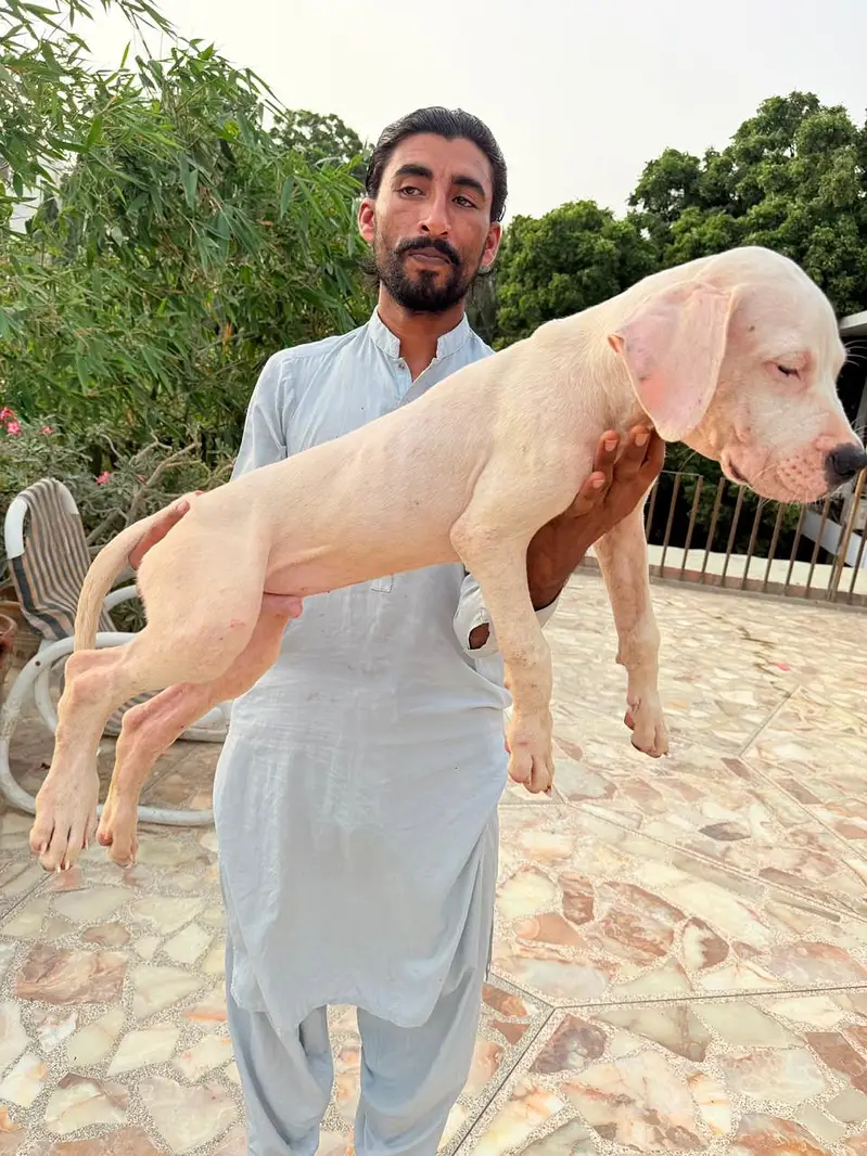 Dogo argentino puppy — photo 3