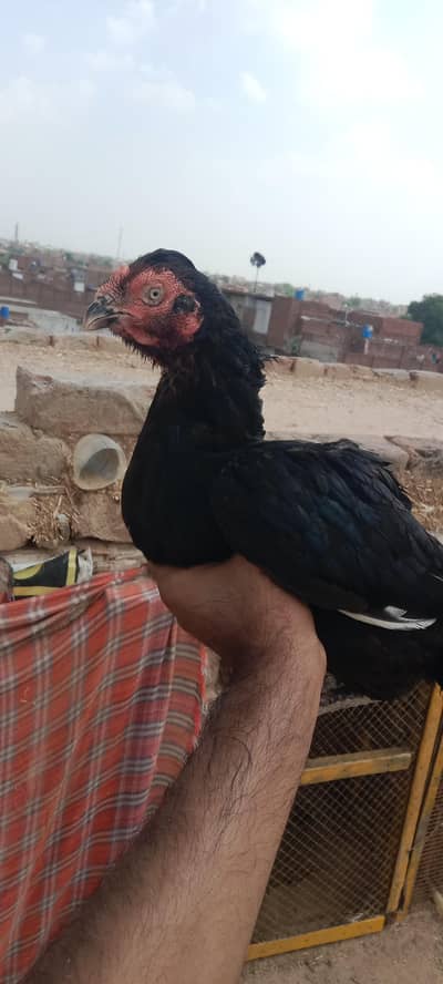 black female breeder
