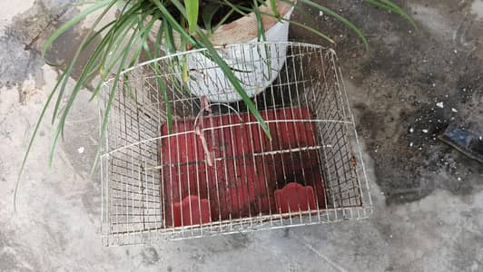 cage for parrots