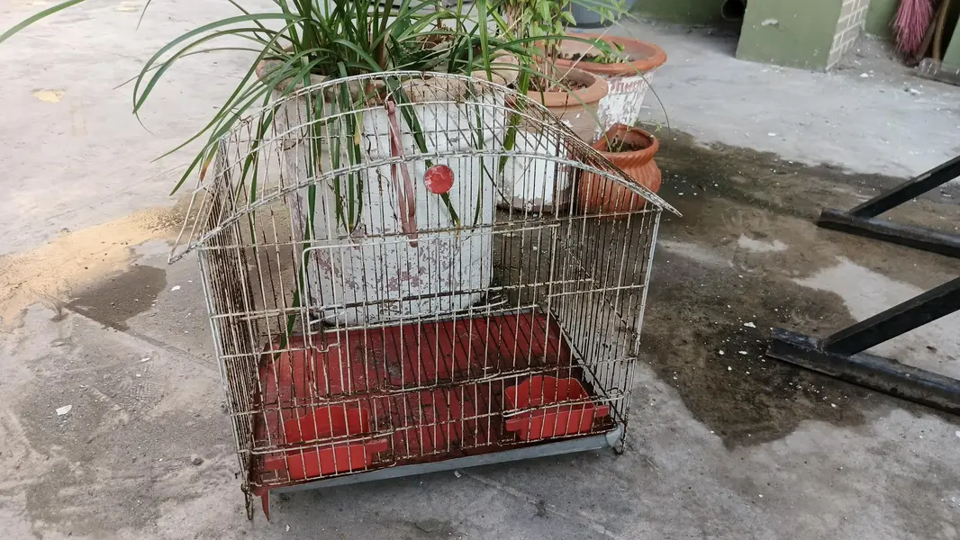 cage for parrots — photo 2