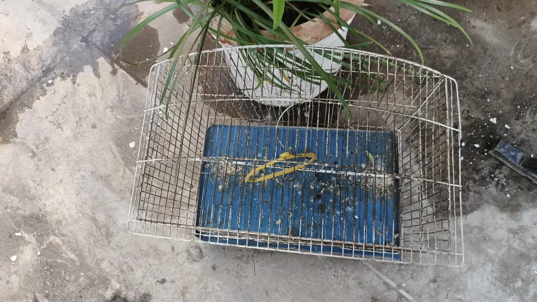 cage for parrots — photo 3