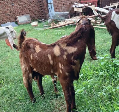 bhalwal betal male for sale