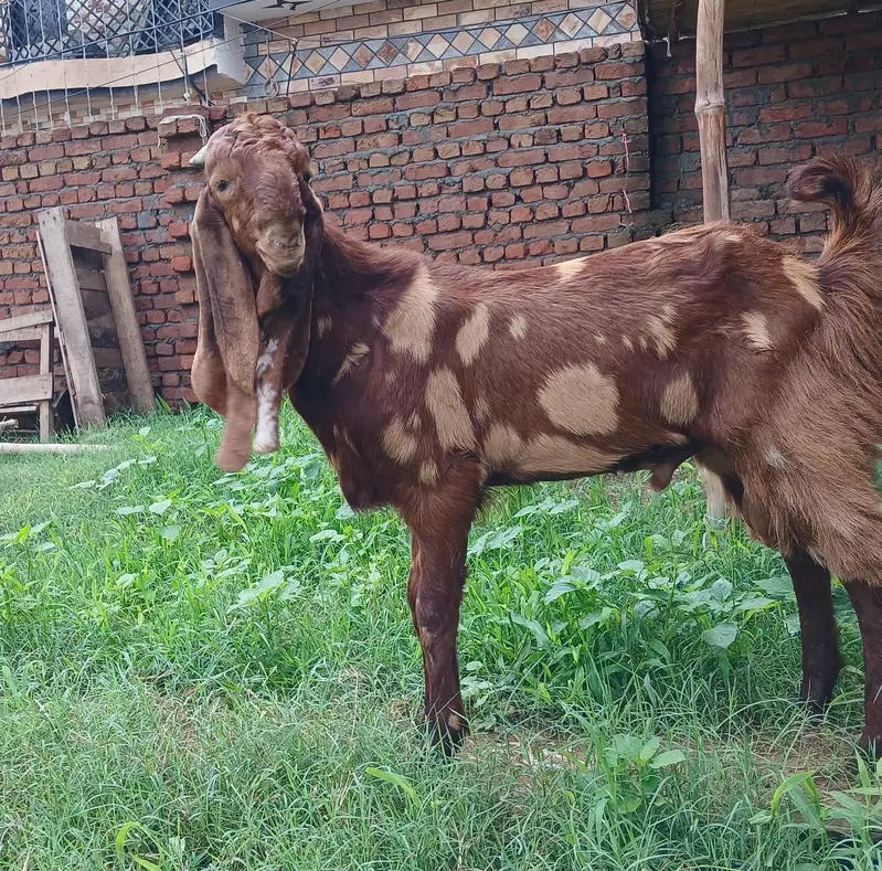 Healthy Bakra for Sale – Strong & Active Goat | Qurbani / Breeding — photo 2