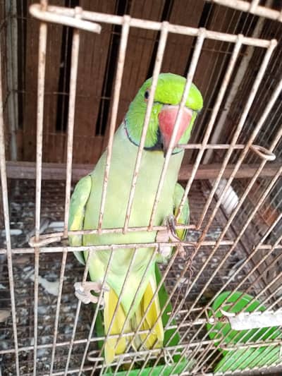 green parrot  talking parrot 