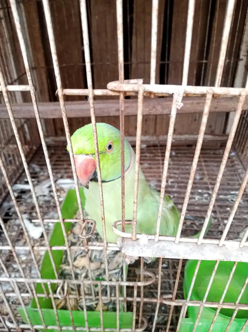 green parrot  talking parrot  — photo 2