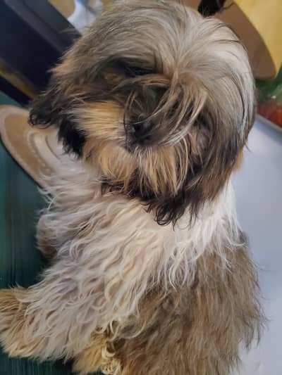 Shih tzu Male pup