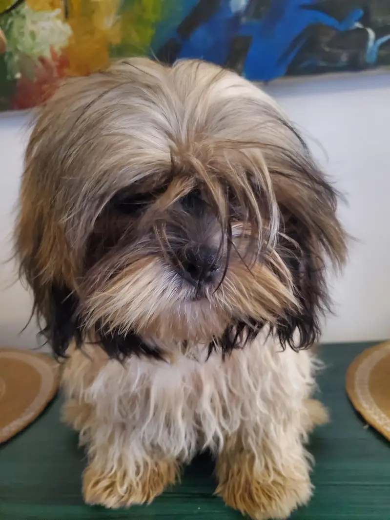 Shih tzu Male pup — photo 2