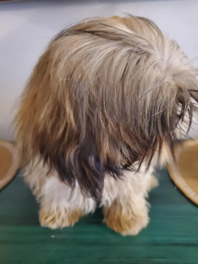 Shih tzu Male pup — photo 3