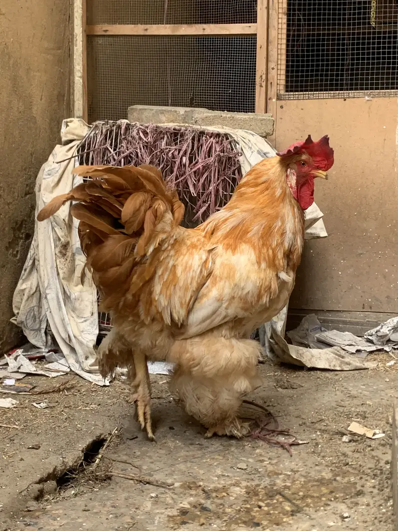Golden heavy buff — photo 4